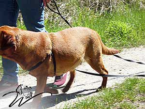 labrador foxred kaufen, labrador welpen foxred kaufen, labrador hobbyzucht, roter labrador, foxred labrador welpen kaufen