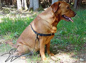 labrador redfox züchter, fuchsroter labrador, fox red labrador retriever, fox labs, welpen kaufen, reinrassige labrador welpen kaufen