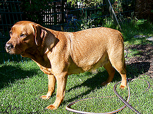 labrador redfox züchter, fuchsroter labrador, fox red labrador retriever, fox labs, welpen kaufen, reinrassige labrador welpen kaufen