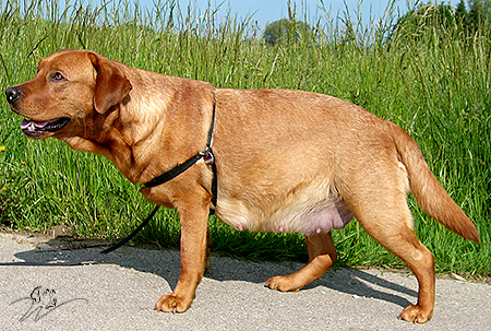 labrador redfox züchter, fuchsroter labrador, fox red labrador retriever, fox labs, welpen kaufen, reinrassige labrador welpen kaufen