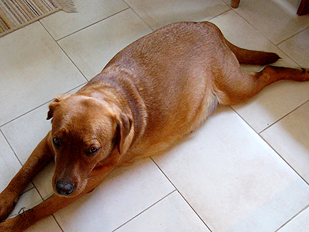 labrador foxred kaufen, labrador welpen foxred kaufen, labrador hobbyzucht, roter labrador, foxred labrador welpen kaufen