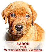 foxred labrador, fox red labrador, labrador retriever kaufen, labrador foxred züchter, foxred labrador züchter