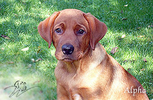 labrador retriever, hundewelpen labrador, labrador hund kaufen, foxred labrador züchter bayern