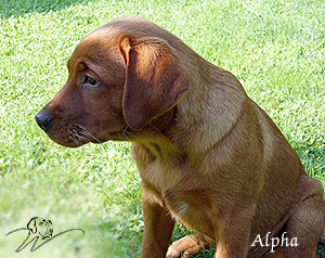 labrador redfox züchter, fuchsroter labrador, fox red labrador retriever, fox labs, welpen kaufen, reinrassige labrador welpen kaufen