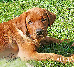 hundewelpen kaufen, labrador welpen preis, baby labrador, labrador hund, hundewelpen, labrador foxred