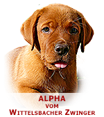 foxred labrador, fox red labrador, labrador retriever kaufen, labrador foxred züchter, foxred labrador züchter