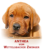 foxred labrador, fox red labrador, labrador retriever kaufen, labrador foxred züchter, foxred labrador züchter