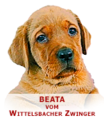 foxred labrador, fox red labrador, labrador retriever kaufen, labrador foxred züchter, foxred labrador züchter