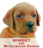 foxred labrador, fox red labrador, labrador retriever kaufen, labrador foxred züchter, foxred labrador züchter