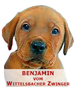 foxred labrador, fox red labrador, labrador retriever kaufen, labrador foxred züchter, foxred labrador züchter