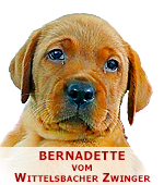 foxred labrador, fox red labrador, labrador retriever kaufen, labrador foxred züchter, foxred labrador züchter