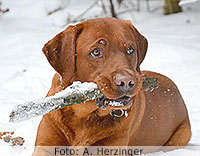 foxred labrador, fox red labrador, labrador retriever kaufen, labrador foxred züchter, foxred labrador züchter