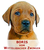 foxred labrador, fox red labrador, labrador retriever kaufen, labrador foxred züchter, foxred labrador züchter