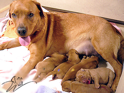 foxred welpen, welpen, labrador redfox, labrador hund, labrador retriever foxred, labrador red fox welpen, labrador foxred züchter bayern