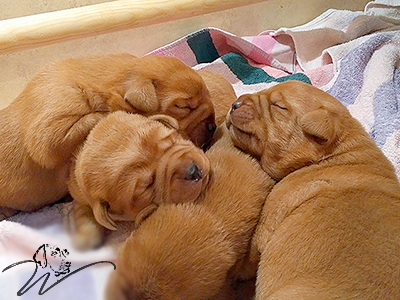 foxred welpen, welpen, labrador redfox, labrador hund, labrador retriever foxred, labrador red fox welpen, labrador foxred züchter bayern