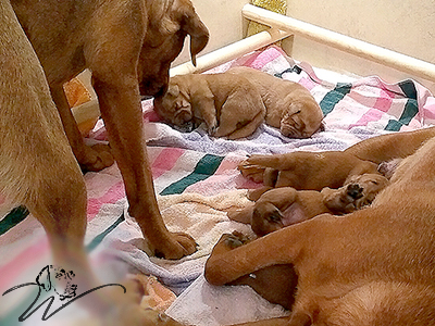 foxred welpen, welpen, labrador redfox, labrador hund, labrador retriever foxred, labrador red fox welpen, labrador foxred züchter bayern