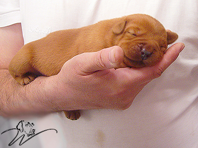 foxred welpen, welpen, labrador redfox, labrador hund, labrador retriever foxred, labrador red fox welpen, labrador foxred züchter bayern