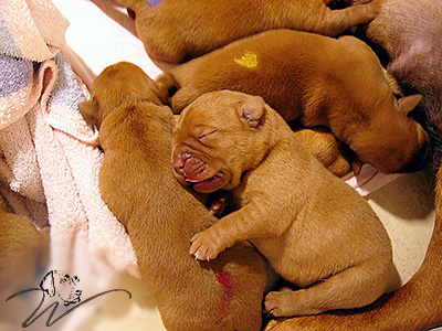 foxred welpen, welpen, labrador redfox, labrador hund, labrador retriever foxred, labrador red fox welpen, labrador foxred züchter bayern
