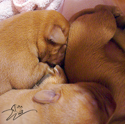 foxred welpen, welpen, labrador redfox, labrador hund, labrador retriever foxred, labrador red fox welpen, labrador foxred züchter bayern