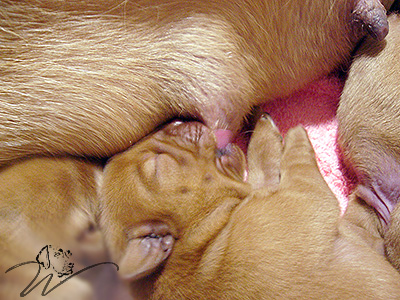 foxred welpen, welpen, labrador redfox, labrador hund, labrador retriever foxred, labrador red fox welpen, labrador foxred züchter bayern