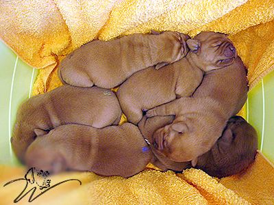 foxred welpen, welpen, labrador redfox, labrador hund, labrador retriever foxred, labrador red fox welpen, labrador foxred züchter bayern