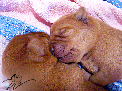 foxred welpen, welpen, labrador redfox, labrador hund, labrador retriever foxred, labrador red fox welpen, labrador foxred züchter bayern