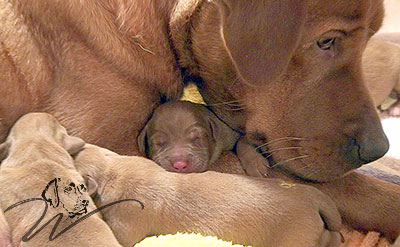 foxred welpen, welpen, labrador redfox, labrador hund, labrador retriever foxred, labrador red fox welpen, labrador foxred züchter bayern