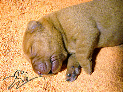 foxred welpen, welpen, labrador redfox, labrador hund, labrador retriever foxred, labrador red fox welpen, labrador foxred züchter bayern