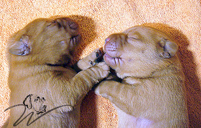 foxred welpen, welpen, labrador redfox, labrador hund, labrador retriever foxred, labrador red fox welpen, labrador foxred züchter bayern