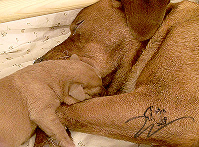 foxred welpen, welpen, labrador redfox, labrador hund, labrador retriever foxred, labrador red fox welpen, labrador foxred züchter bayern