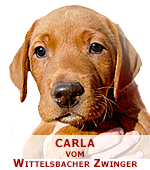 foxred labrador, fox red labrador, labrador retriever kaufen, labrador foxred züchter, foxred labrador züchter