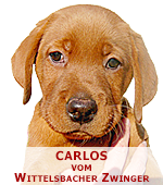 foxred labrador, fox red labrador, labrador retriever kaufen, labrador foxred züchter, foxred labrador züchter