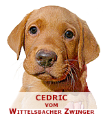 foxred labrador, fox red labrador, labrador retriever kaufen, labrador foxred züchter, foxred labrador züchter
