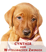 foxred labrador, fox red labrador, labrador retriever kaufen, labrador foxred züchter, foxred labrador züchter