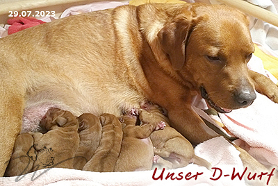 foxred welpen, welpen, labrador redfox, labrador hund, labrador retriever foxred, labrador red fox welpen, labrador foxred züchter bayern
