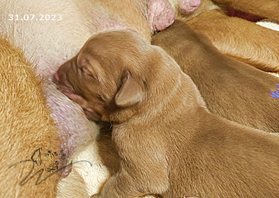 foxred welpen, welpen, labrador redfox, labrador hund, labrador retriever foxred, labrador red fox welpen, labrador foxred züchter bayern