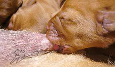 foxred welpen, welpen, labrador redfox, labrador hund, labrador retriever foxred, labrador red fox welpen, labrador foxred züchter bayern