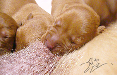 foxred welpen, welpen, labrador redfox, labrador hund, labrador retriever foxred, labrador red fox welpen, labrador foxred züchter bayern