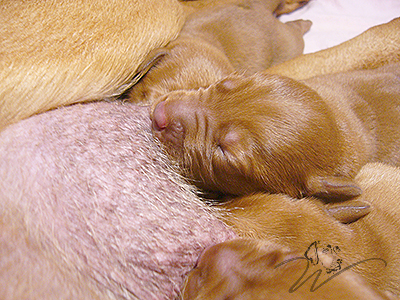 foxred welpen, welpen, labrador redfox, labrador hund, labrador retriever foxred, labrador red fox welpen, labrador foxred züchter bayern