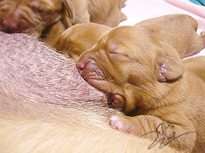 foxred welpen, welpen, labrador redfox, labrador hund, labrador retriever foxred, labrador red fox welpen, labrador foxred züchter bayern