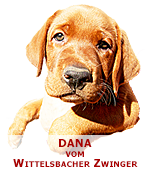 foxred labrador, fox red labrador, labrador retriever kaufen, labrador foxred züchter, foxred labrador züchter