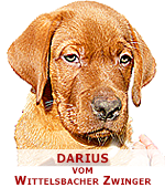 foxred labrador, fox red labrador, labrador retriever kaufen, labrador foxred züchter, foxred labrador züchter