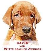 foxred labrador, fox red labrador, labrador retriever kaufen, labrador foxred züchter, foxred labrador züchter