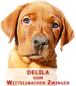 foxred labrador, fox red labrador, labrador retriever kaufen, labrador foxred züchter, foxred labrador züchter