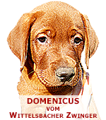foxred labrador, fox red labrador, labrador retriever kaufen, labrador foxred züchter, foxred labrador züchter