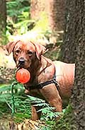 foxred welpen, welpen, labrador redfox, labrador hund, labrador retriever foxred, labrador red fox welpen, labrador foxred züchter bayern