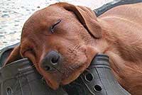 hundewelpen kaufen, labrador welpen preis, baby labrador, labrador hund, hundewelpen, labrador foxred