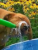 foxred labrador, fox red labrador, labrador retriever kaufen, labrador foxred züchter, foxred labrador züchter