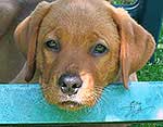 labrador foxred kaufen, labrador welpen foxred kaufen, labrador hobbyzucht, roter labrador, foxred labrador welpen kaufen