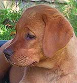 labrador redfox züchter, fuchsroter labrador, fox red labrador retriever, fox labs, welpen kaufen, reinrassige labrador welpen kaufen